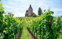 French vineyards: Alsace wine, Languedoc wine, Loire wine, Rhône wine - U'wine